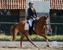 dressage horse For Sandra (Hannoveraner, 2006)