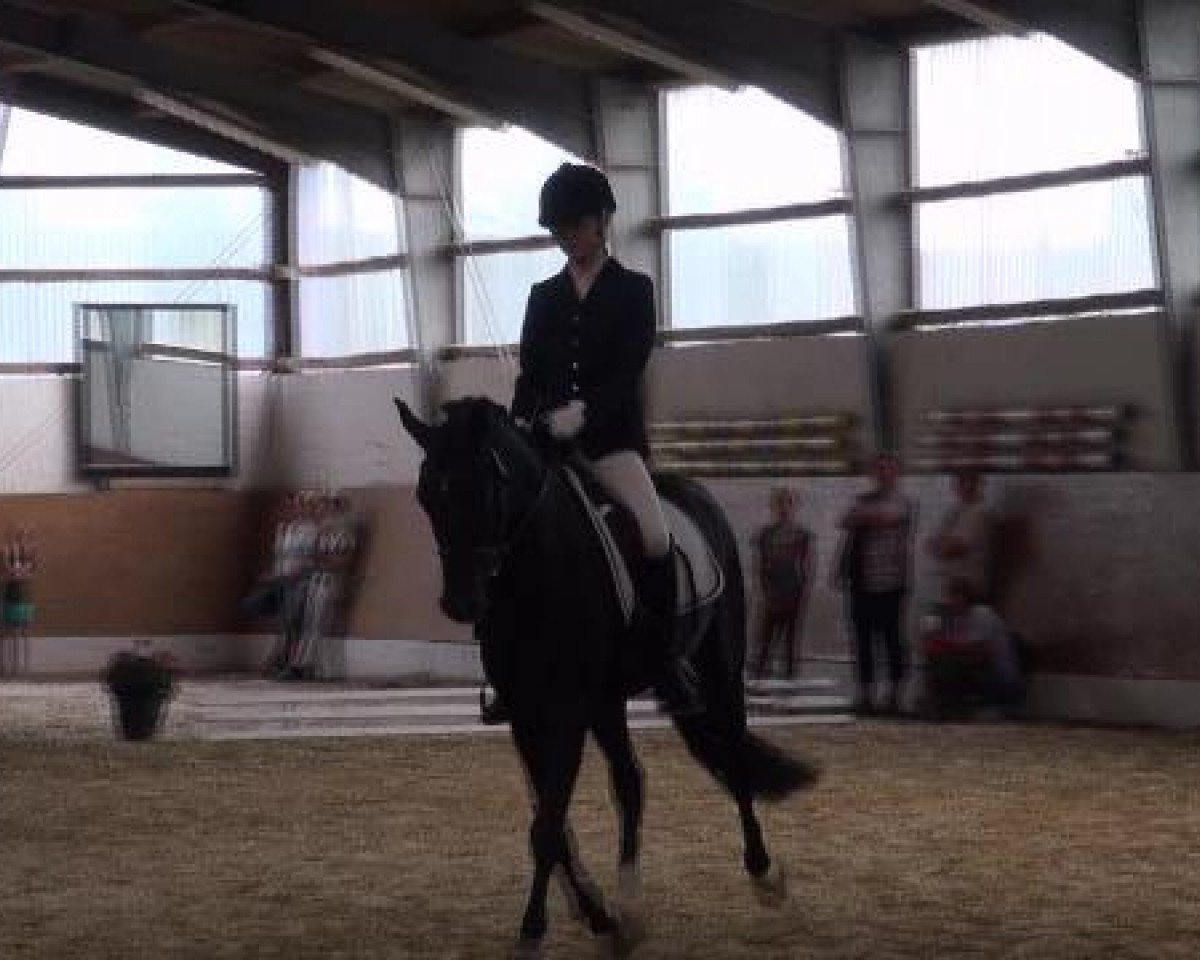 Deckhengst Mc Fly High D (Deutsches Reitpony, 2008, von Mr.Hale Bob)