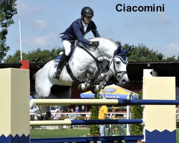 stallion Ciacomini (German Sport Horse, 2003, from Carpalo)
