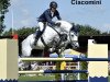 stallion Ciacomini (German Sport Horse, 2003, from Carpalo)