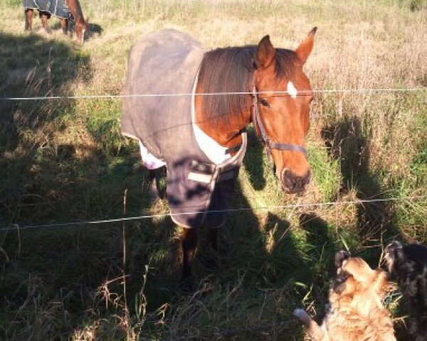 broodmare Binda Lady (Traber,  , from Hans im Glück)