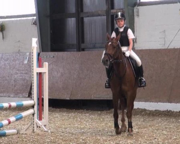 dressage horse Ari 58 (German Riding Pony, 2004, from Amarillys Sensation D)