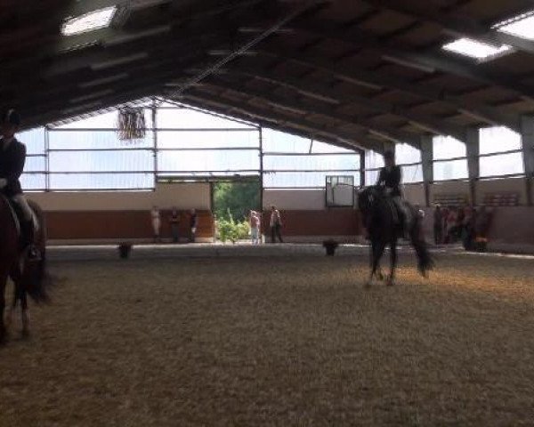 dressage horse Sylvester 129 (Oldenburg, 2006, from Superstar)