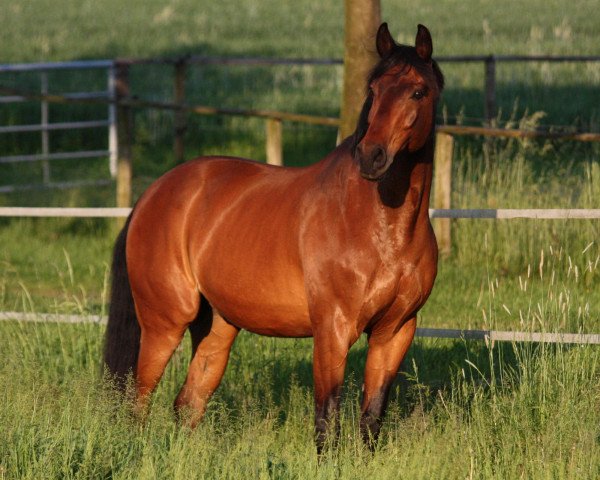 dressage horse Farun 2 (Westphalian, 1997, from Florestan I)