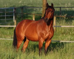 dressage horse Farun 2 (Westphalian, 1997, from Florestan I)