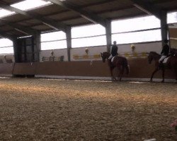 dressage horse Fürst Fleury (Westphalian, 2007, from Fleury)