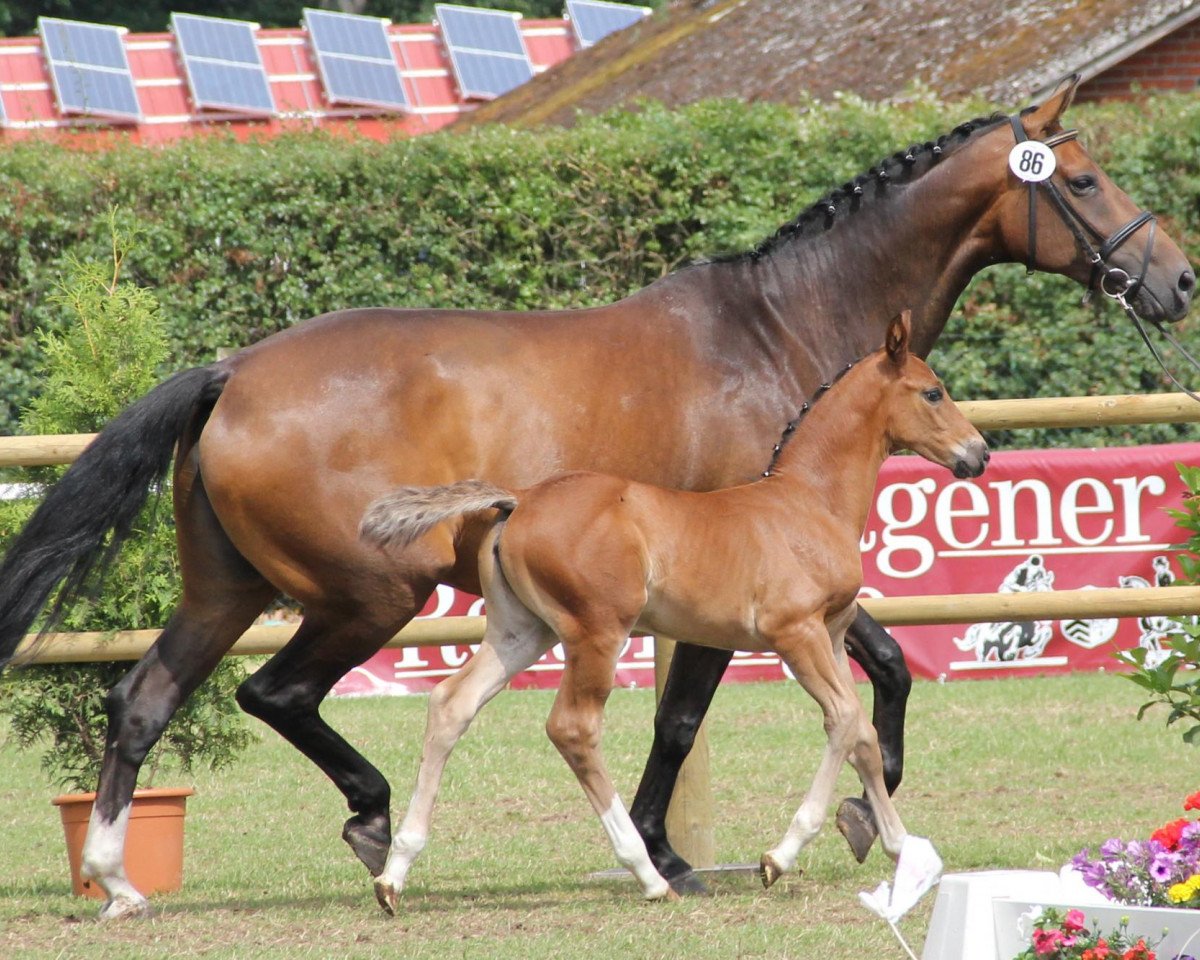 broodmare Mial (Westphalian,  , from Medici)