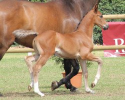 dressage horse Stute von Daily Deal (Westphalian, 2012, from Daily Deal)