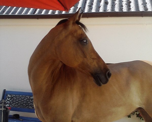 broodmare Mississippi (German Riding Pony, 2001, from Mentos)