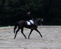 dressage horse Steinbeck 4 (Hanoverian, 2007, from Stedinger)