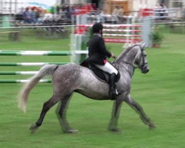 jumper Cool Man F (German Sport Horse, 2005, from Cincinatti)