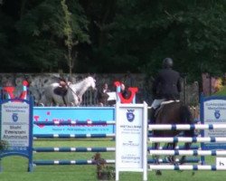 jumper Cromero (Oldenburg show jumper, 2006, from Chello II)