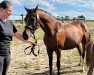 broodmare Kerstine R WE (German Riding Pony, 2014, from Kastanienhof Cockney Cracker)