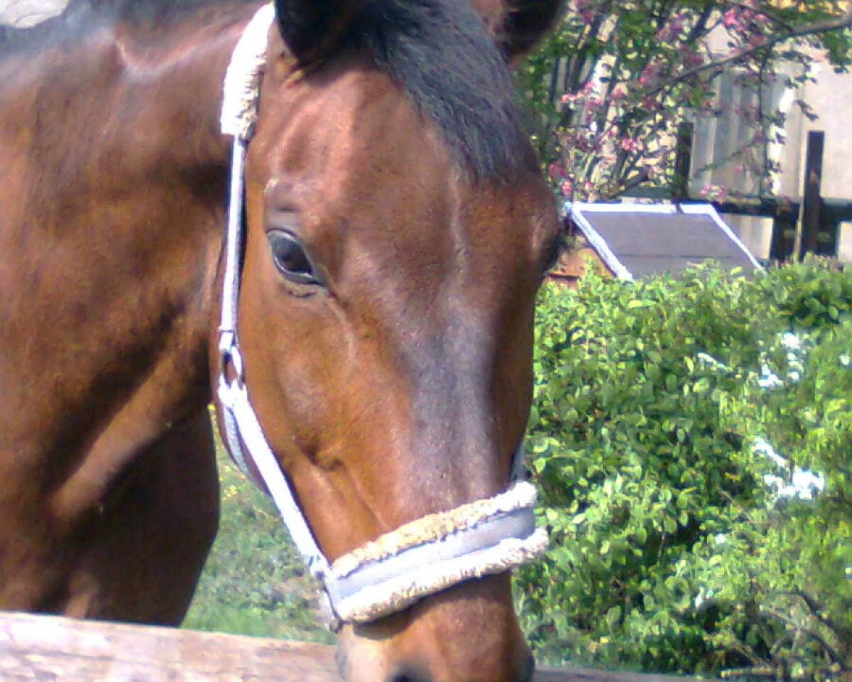 horse Antonius 42 (Oldenburg, 1994, from Argentinus)