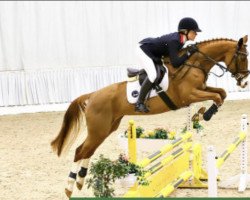 dressage horse Roxana 346 (Hanoverian, 2015, from Rocco Granata)