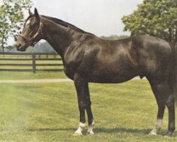 stallion Northern Native xx (Thoroughbred, 1966, from Nearctic xx)