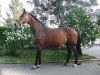 broodmare Wonne (Oldenburg, 1989, from Landadel)