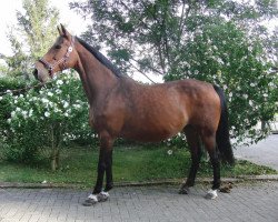 broodmare Wonne (Oldenburg, 1989, from Landadel)