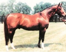 stallion Nostrum xx (Thoroughbred, 1971, from Dr. Fager xx)