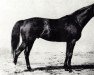 stallion Northern Ace xx (Thoroughbred, 1968, from Nearctic xx)