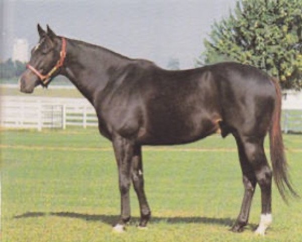 stallion Tentam xx (Thoroughbred, 1969, from Intentionally xx)