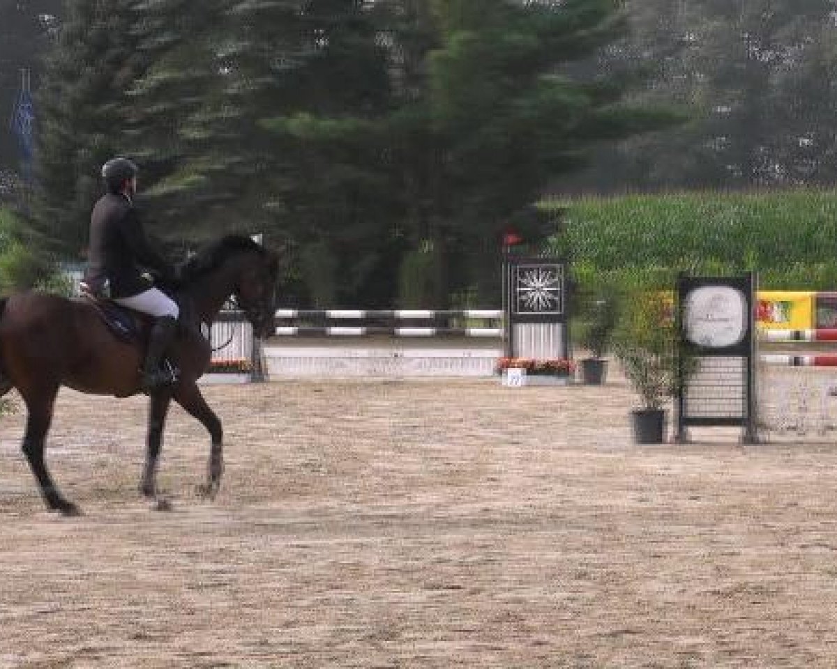 broodmare Violetta Ferrari (Zweibrücken, 2007, from van de Vivaldi)