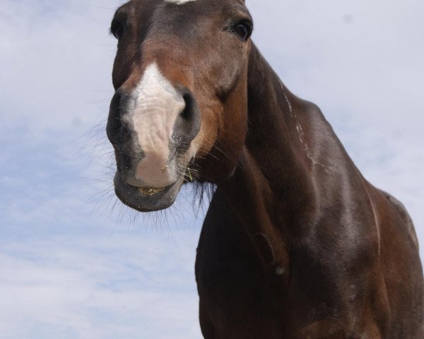 Zuchtstute Desi (Hessisches Warmblut, 1992, von Donnerschlag)