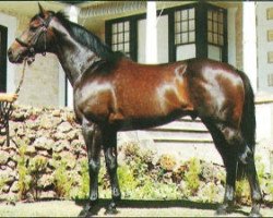 stallion At Talaq xx (Thoroughbred, 1981, from Roberto xx)