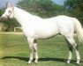 stallion Raffindale xx (Thoroughbred, 1972, from Raffingora xx)