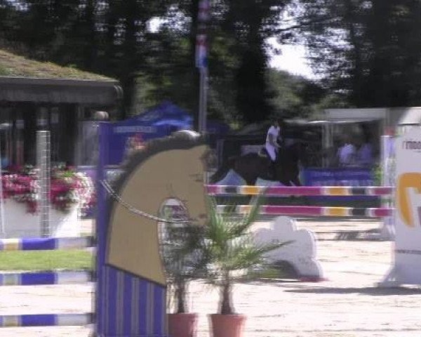 jumper Colin 34 (KWPN (Royal Dutch Sporthorse), 2007, from Tygo)