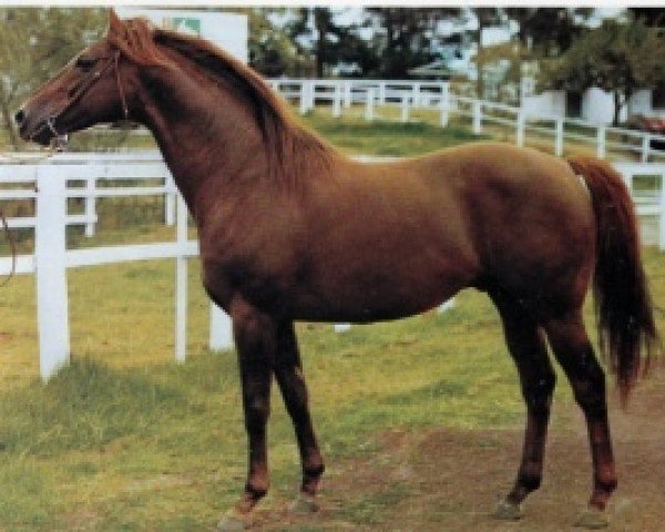 stallion Approval xx (Thoroughbred, 1967, from Alcide xx)