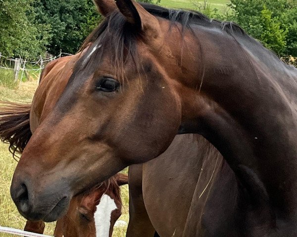 horse Frederik (Hanoverian, 2019, from For Romance I)