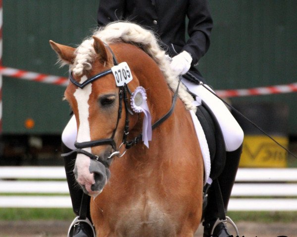 Pferd Milano (Haflinger, 2007, von Mailänder)