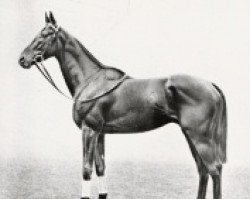 stallion Happy Man xx (Thoroughbred, 1916, from Desman xx)