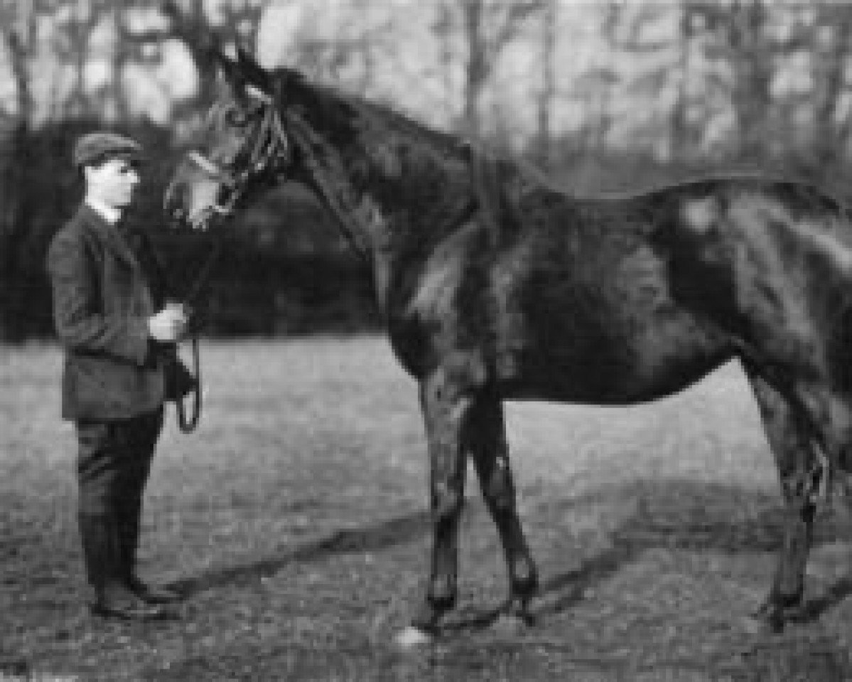 broodmare Doctrine xx (Thoroughbred, 1898, from Ayrshire xx)