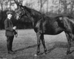 broodmare Doctrine xx (Thoroughbred, 1898, from Ayrshire xx)