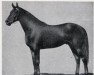 stallion Beau Cheval xx (Thoroughbred, 1941, from Beau Pere xx)