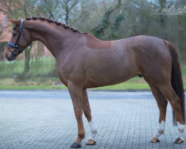 dressage horse Tailormade Top Notch (Oldenburg, 2012, from Totilas)