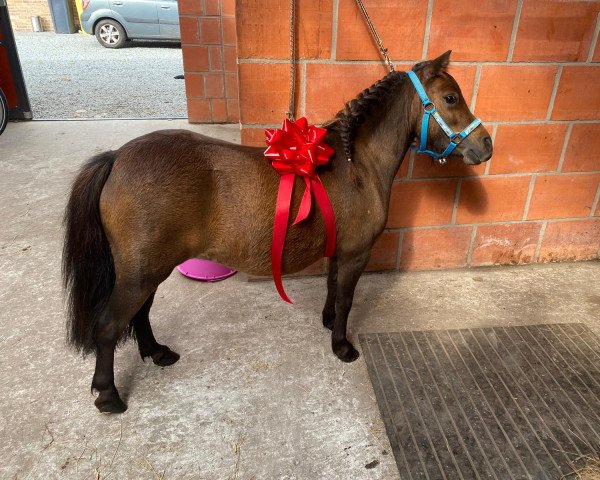 Zuchtstute Beauty von der Sorge (Shetland Pony, 2018, von Desmond JR. of the Blue Stable)