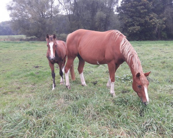 broodmare Caimari As (Mecklenburg, 2017, from C-Mocca D'Or)