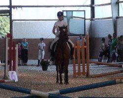 Springpferd Scotty 43 (unbekannt,  )