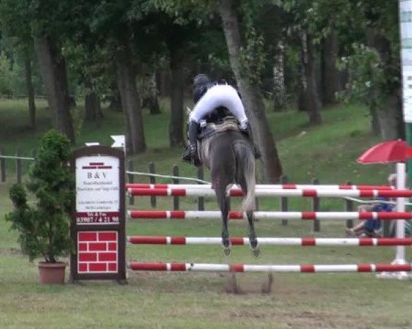 Springpferd Life Dancer (Deutsches Sportpferd, 2005, von Livello)