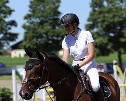 jumper Noeno Z (Zangersheide riding horse, 2012, from Numero Uno)