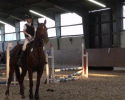 dressage horse Walk of Fame (Oldenburg, 1998, from Welton)