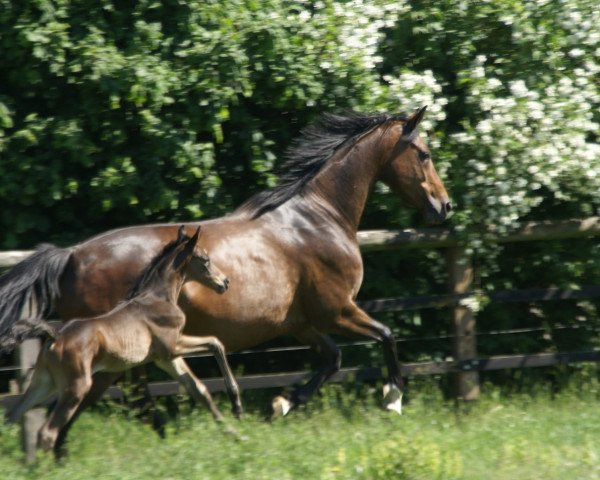 dressage horse Goldball F (Hanoverian, 2011, from Goldfever II)
