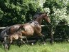 dressage horse Goldball F (Hanoverian, 2011, from Goldfever II)