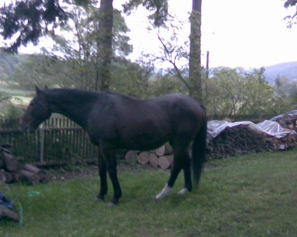 horse Matador (Hanoverian, 1981, from Madras I)