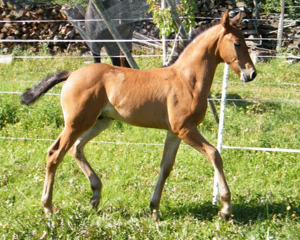 horse Orion von Greenhorn (Warlander, 2012, from Jabiru)