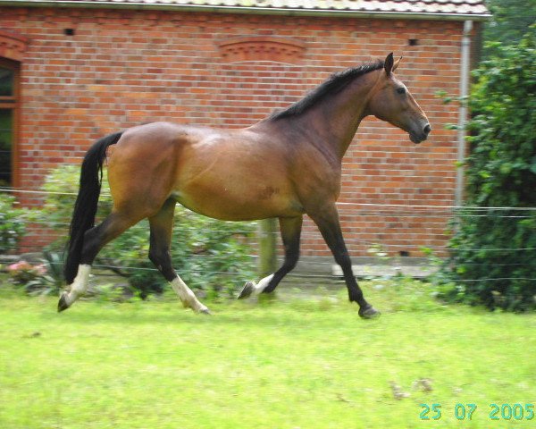 horse Ékes (Hungarian Warmblood, 1991, from Merano I 41)