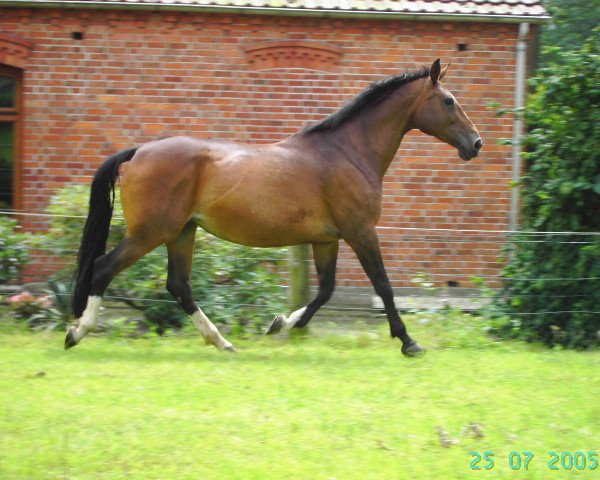 Pferd Ékes (Ungarisches Warmblut, 1991, von Merano I 41)